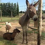 Farma Dolce Castiglione del Lago
